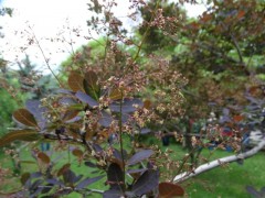 Cotinus coggygria