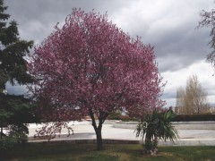 Prunus cerasifera