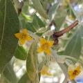 Elaeagnus angustifolia