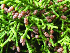 Juniperus sabina