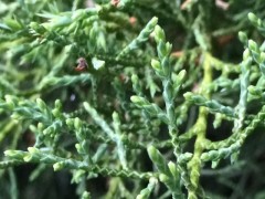 Juniperus sabina