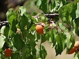 Prunus armeniaca