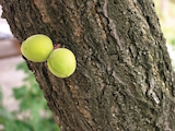 Prunus armeniaca