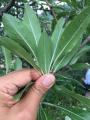 Pyrus elaeagnifolia