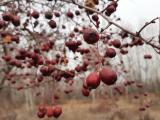 Crataegus monogyna