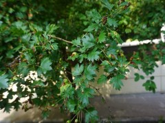 Crataegus monogyna