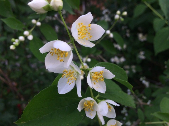 Philadelphus coronarius