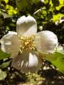 Philadelphus coronarius