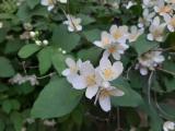 Philadelphus coronarius