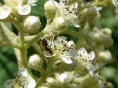 Cotoneaster franchetii