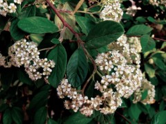 Cotoneaster franchetii