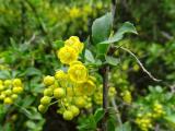 Berberis vulgaris