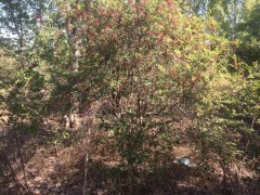 Berberis vulgaris