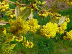 Berberis vulgaris