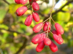 Berberis vulgaris