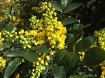 Berberis aquifolium