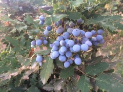 Berberis aquifolium