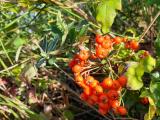 Pyracantha coccinea