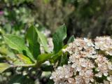 Pyracantha coccinea