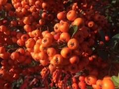 Pyracantha coccinea