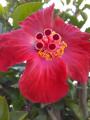 Hibiscus rosa-sinensis