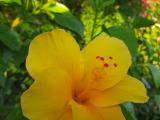 Hibiscus rosa-sinensis