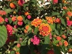 Lantana camara