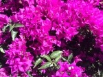 Bougainvillea spectabilis