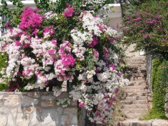 Bougainvillea spectabilis