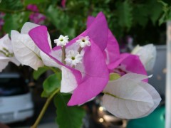 Bougainvillea spectabilis