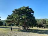 Pinus nigra