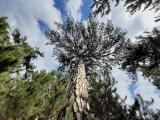 Pinus nigra