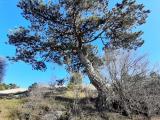 Pinus nigra