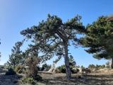 Pinus nigra