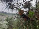 Pinus nigra