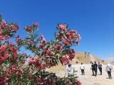 Nerium oleander