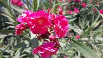 Nerium oleander