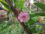 Nerium oleander