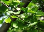 Ginkgo biloba