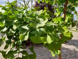 Ginkgo biloba