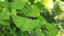 Ginkgo biloba