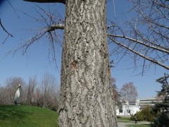 Ginkgo biloba