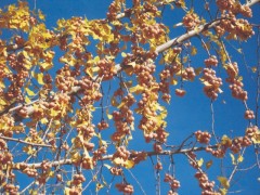 Ginkgo biloba