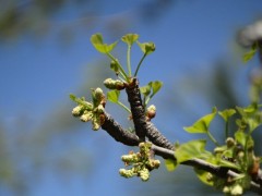 Ginkgo biloba