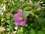 Hibiscus syriacus