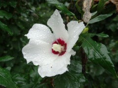 Hibiscus syriacus