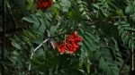 Sorbus aucuparia