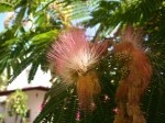 Albizia julibrissin