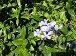 Plumbago europaea