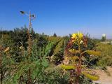 Caesalpinia gilliesii